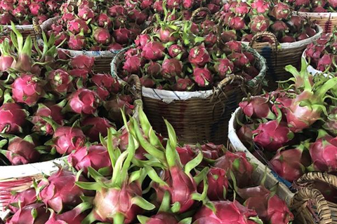 Xuất khẩu rau quả đạt 1,35 tỷ USD trong 4 tháng