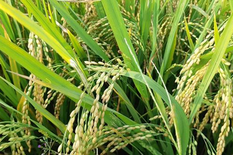 Giá gạo xuất khẩu mất 20 USD/tấn trong một tháng