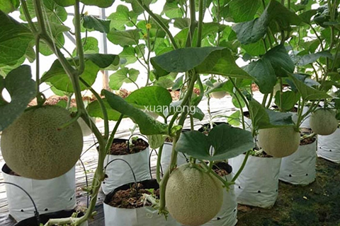 KỸ THUẬT TRỒNG DƯA LƯỚI