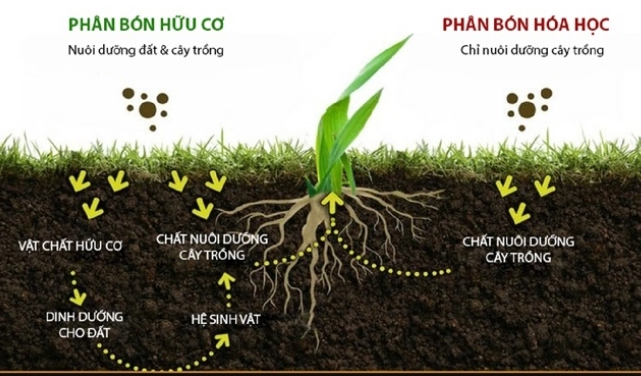 CÁCH GIẢI ĐỘC CHO CÂY KHI BỊ NGỘ ĐỘC PHÂN BÓN