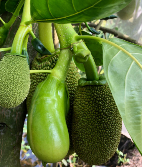 KỸ THUẬT XỬ LÝ RA HOA TRÊN CÂY MÍT THÁI SIÊU SỚM