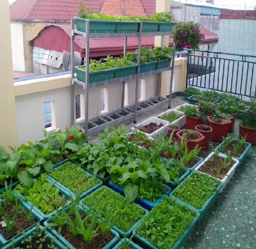 TRỒNG RAU TRONG MÙA DỊCH BỆNH