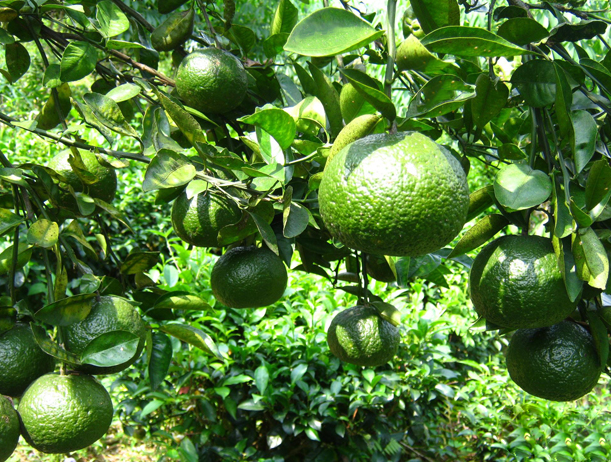 KỸ THUẬT CHĂM SÓC CÂY CÓ MÚI GIAI ĐOẠN CHO TRÁI