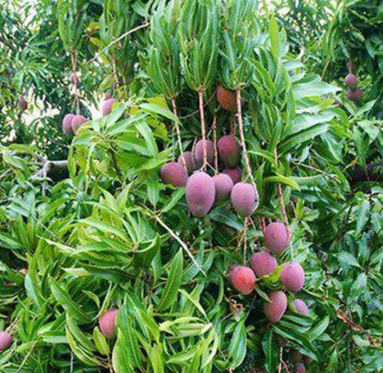 KỸ THUẬT NHÂN GIỐNG CÂY XOÀI