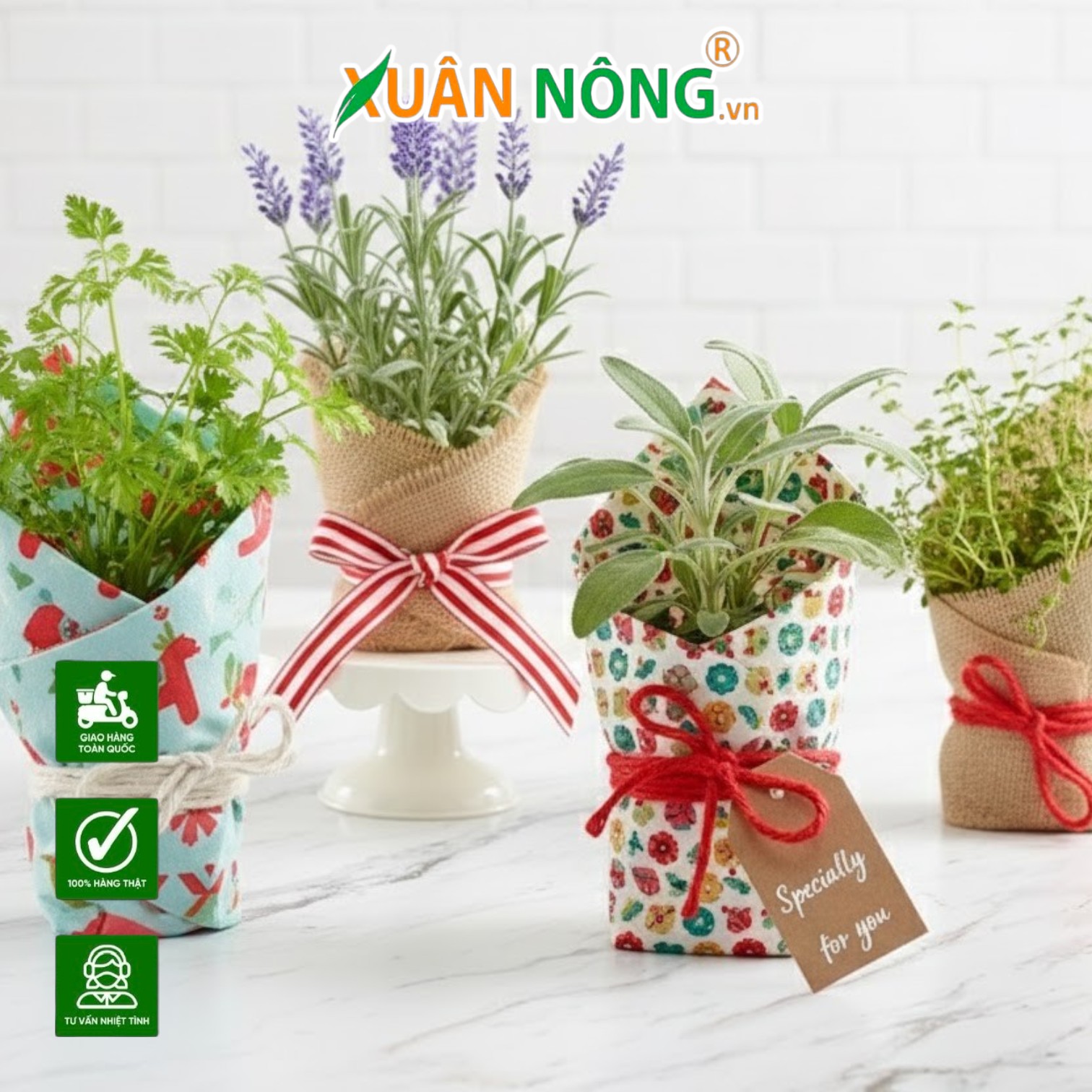 Món Quà Từ Thiên Nhiên: Ý Nghĩa Của Việc Tặng Cây Giống Vào Các Dịp Lễ