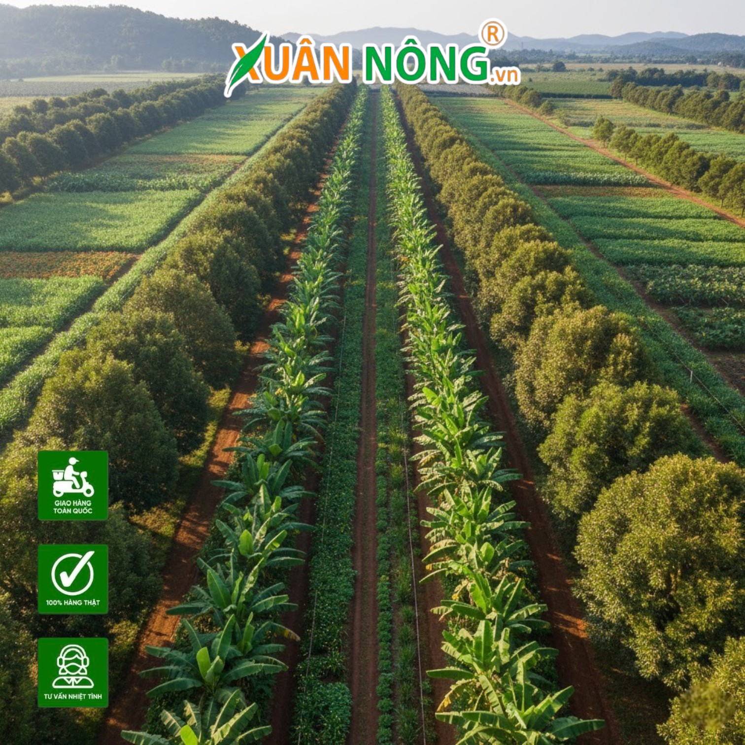 Mô Hình Trồng Xen Canh Lấy Ngắn Nuôi Dài Giúp Dòng Tiền Luôn Lưu Thông Trong Lúc Chờ Sầu Riêng Thu Hoạch