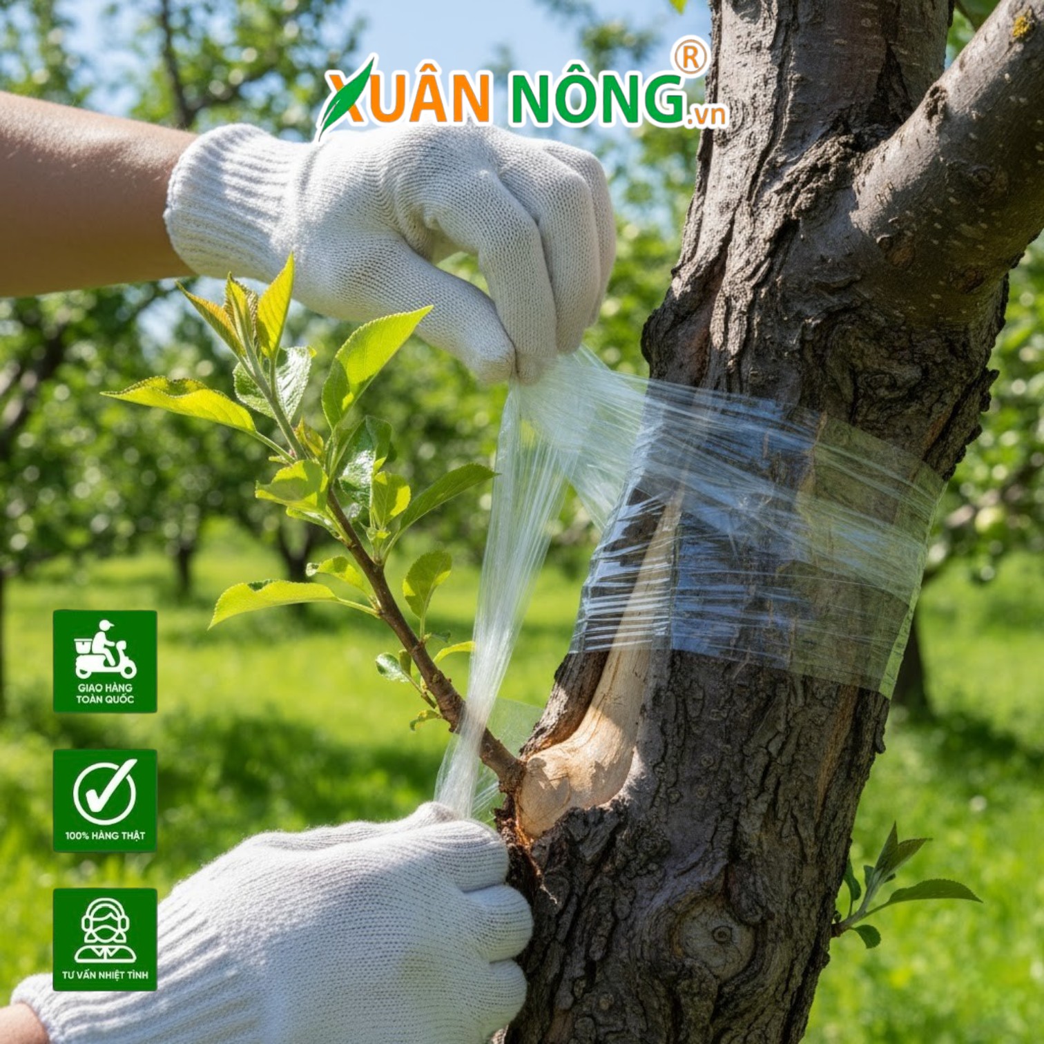 Phương Pháp Trẻ Hóa Vườn Cây Ăn Trái Già Cỗi Bằng Kỹ Thuật Ghép Cải Tạo Giống Mới