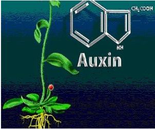CHẤT ĐIỀU HOÀ SINH TRƯỞNG AUXIN - NAA