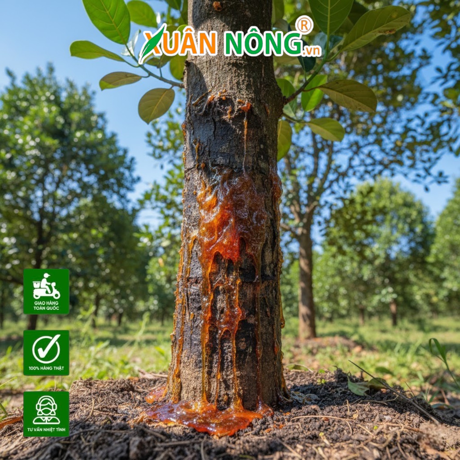 Xử Lý Dứt Điểm Hiện Tượng Xì Mủ Trên Thân Cây Mít Ruột Đỏ Bằng Thuốc Bảo Vệ Thực Vật Sinh Học An Toàn