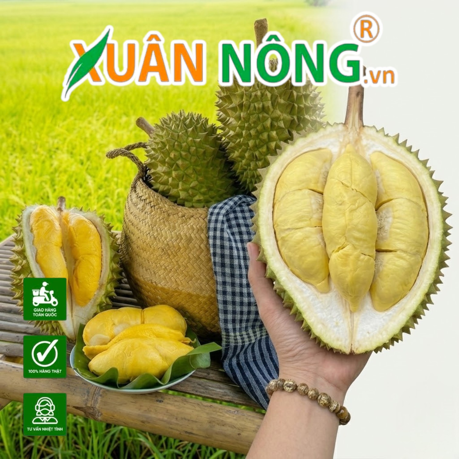 Nên Trồng Sầu Riêng Ri6 Hay Thái Tại Cần Thơ Để Đạt Năng Suất Cao Nhất?