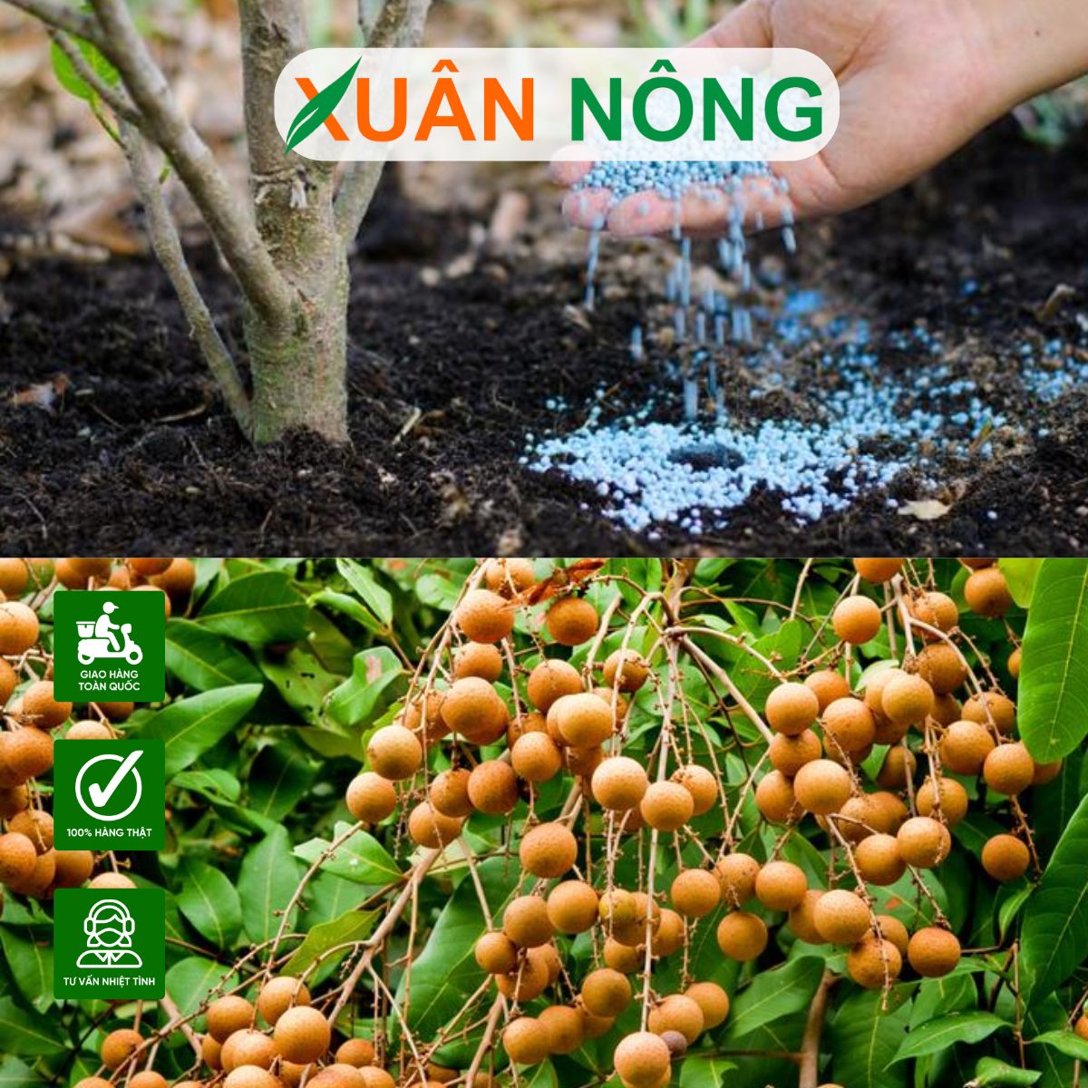 HƯỚNG DẪN CÁCH BÓN PHÂN CHO CÂY NHÃN IDO ĐỂ ĐẠT NĂNG SUẤT CAO