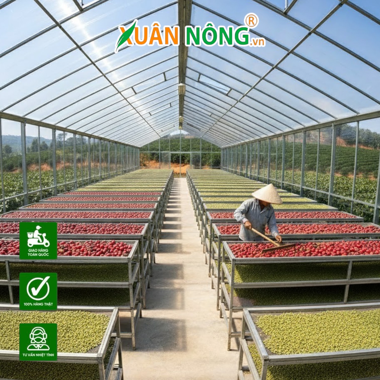 Nhà Kính Phơi Cà Phê: Bí Quyết Tăng Giá Trị Thương Phẩm Cà Phê Gấp 2 Lần