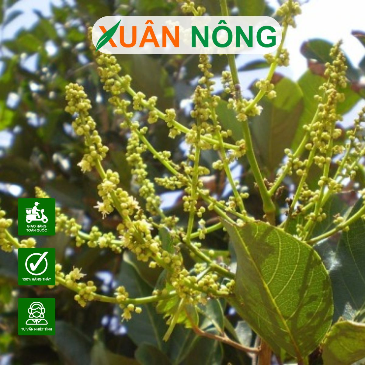 Quy trình chăm sóc chôm chôm Thái giai đoạn xổ nhụy chuẩn kỹ thuật