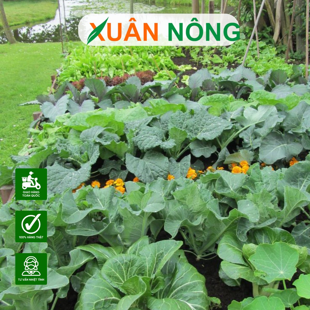 7 LƯU Ý KHI TRỒNG RAU TẠI NHÀ VÀO MÙA MƯA KHÔNG PHẢI AI CŨNG BIẾT