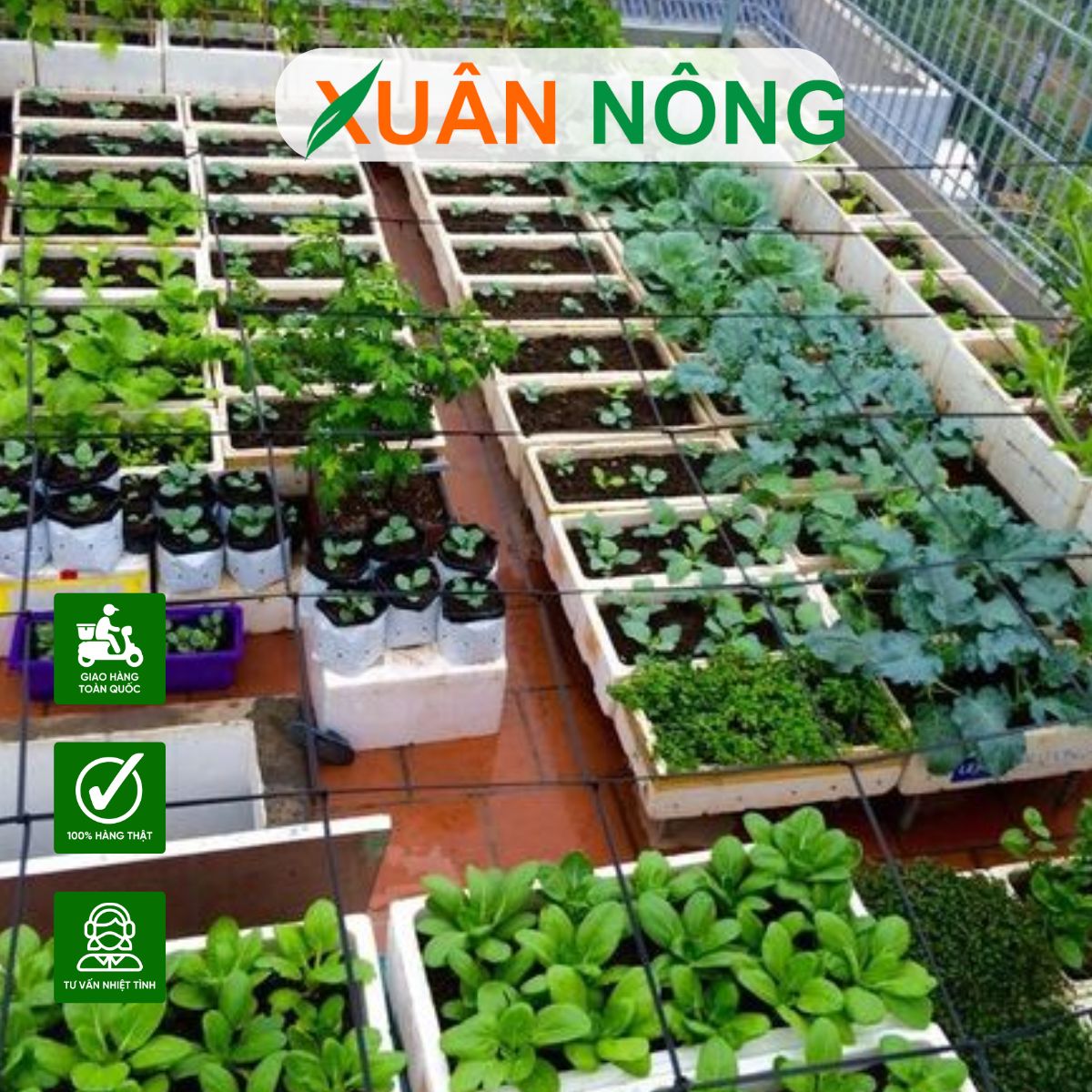 CÁCH TRỒNG RAU TẠI NHÀ TRONG THÙNG XỐP CHO NĂNG SUẤT CAO