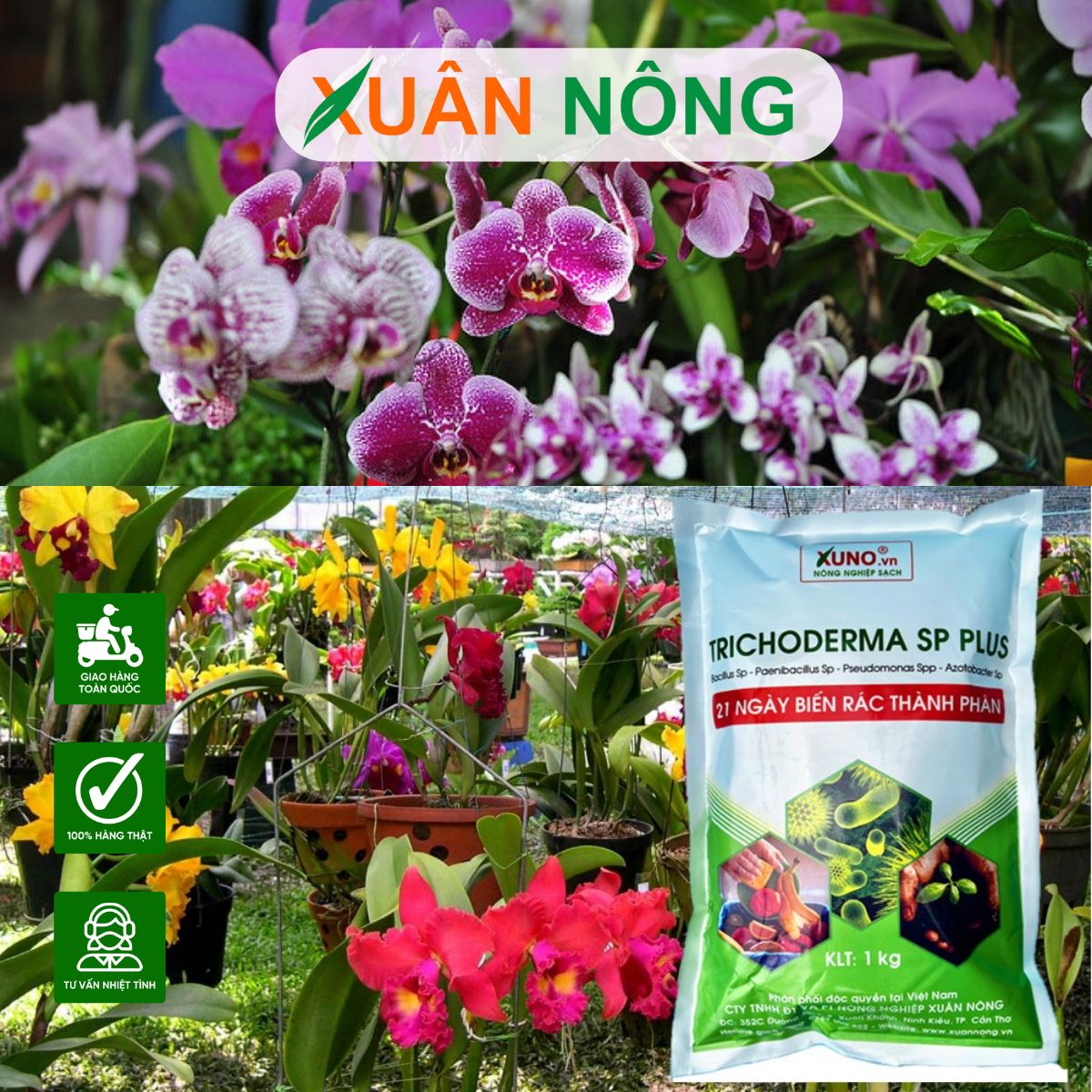 CÁCH DÙNG NẤM TRICHODERMA CHO HOA LAN: NGỪA BỆNH, KÍCH RỄ