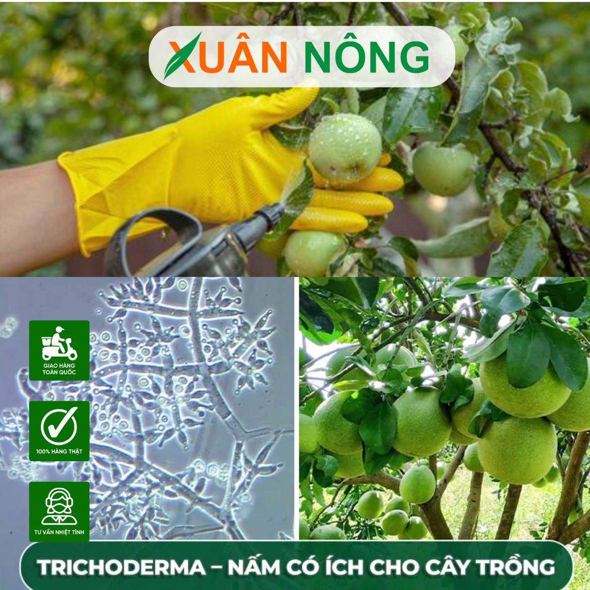 CÁCH DÙNG TRICHODERMA CHO RAU MÀU, CÂY ĂN TRÁI AN TOÀN HIỆU QUẢ CAO