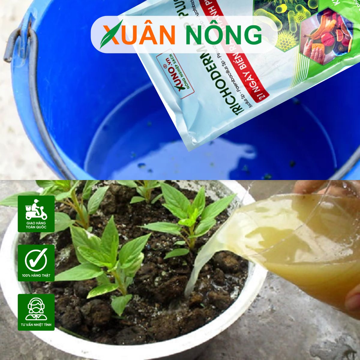 CÁCH DÙNG TRICHODERMA TƯỚI GỐC ĐÚNG CÁCH: CÂY KHỎE, ĐẤT TỐT, NĂNG SUẤT CAO