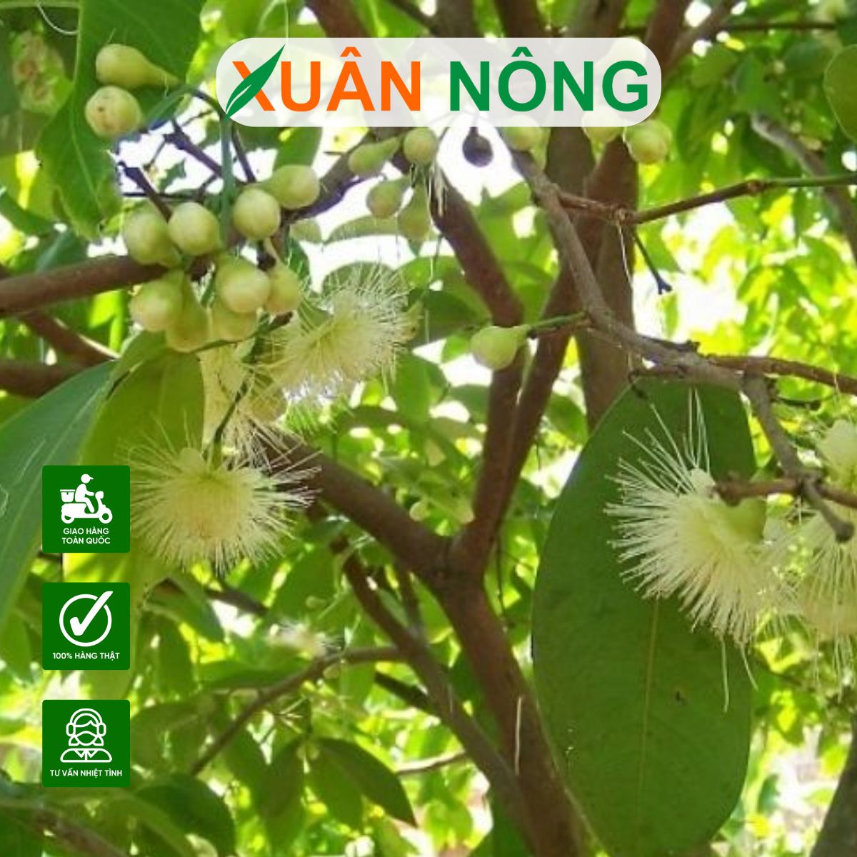 CÁCH KÍCH THÍCH CÂY MẬN AN PHƯỚC MẬN RA HOA