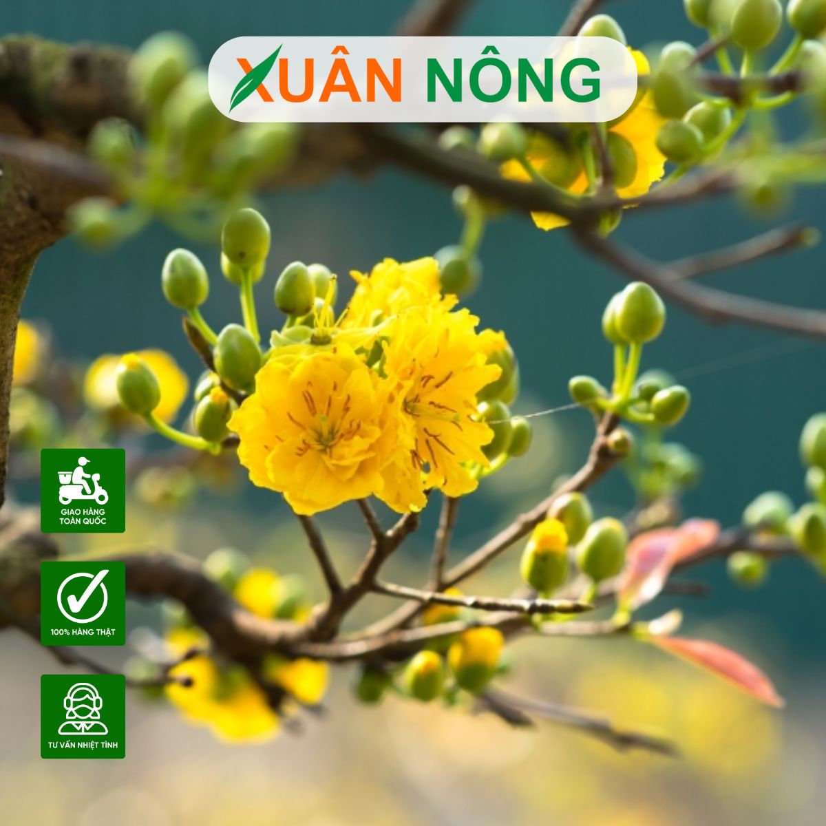 CÁCH SỬ DỤNG NẤM TRICHODERMA CHO CÂY MAI VÀNG HIỆU QUẢ NHẤT