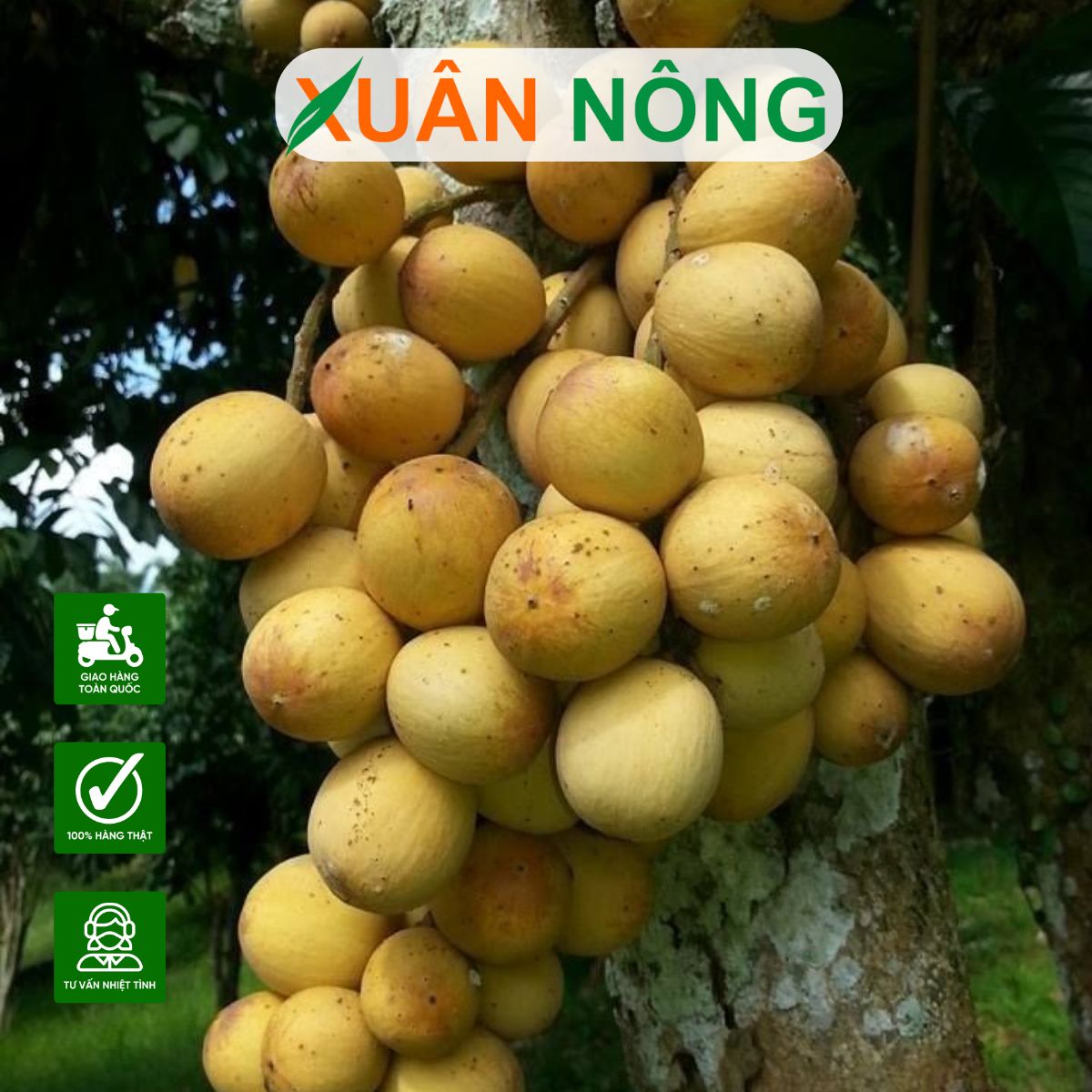 Kỹ thuật trồng, chăm sóc cây bòn bon thái: Giống cây ăn quả tiềm năng