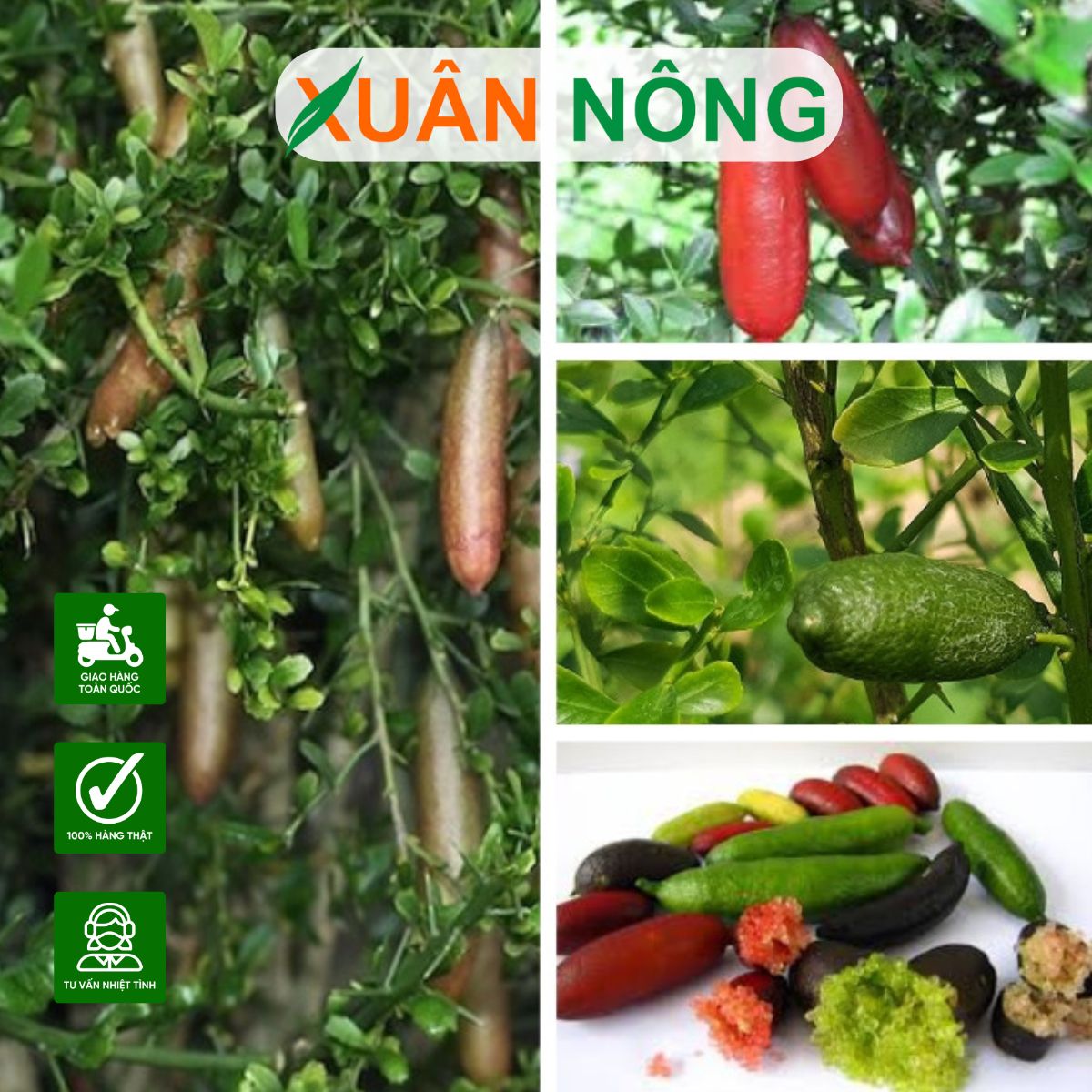 KỸ THUẬT TRỒNG CHANH NGÓN TAY TRÊN SÂN THƯỢNG: CHO TRÁI ĐỘC LẠ, GIÁ TRỊ CAO