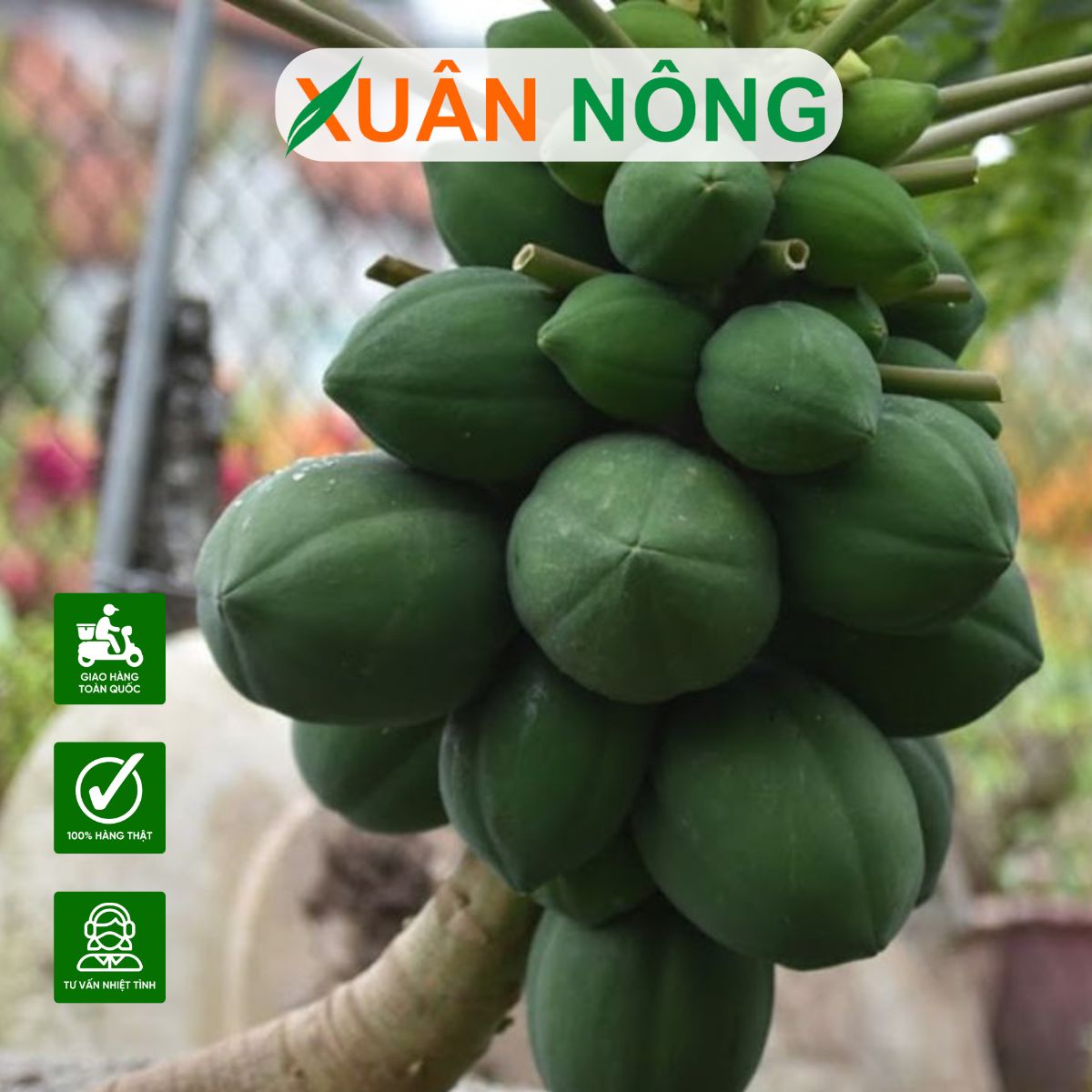 Cách trồng cây đủ đủ nghiêng cho năng suất vượt trội