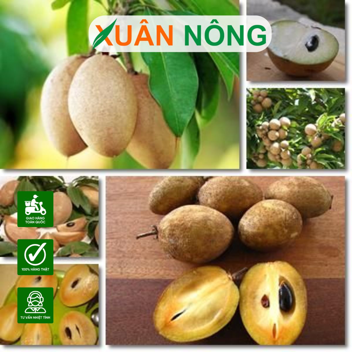 BÍ QUYẾT GIÚP CÂY HỒNG XIÊM RA TRÁI NHIỀU, ĐẠT NĂNG SUẤT CAO