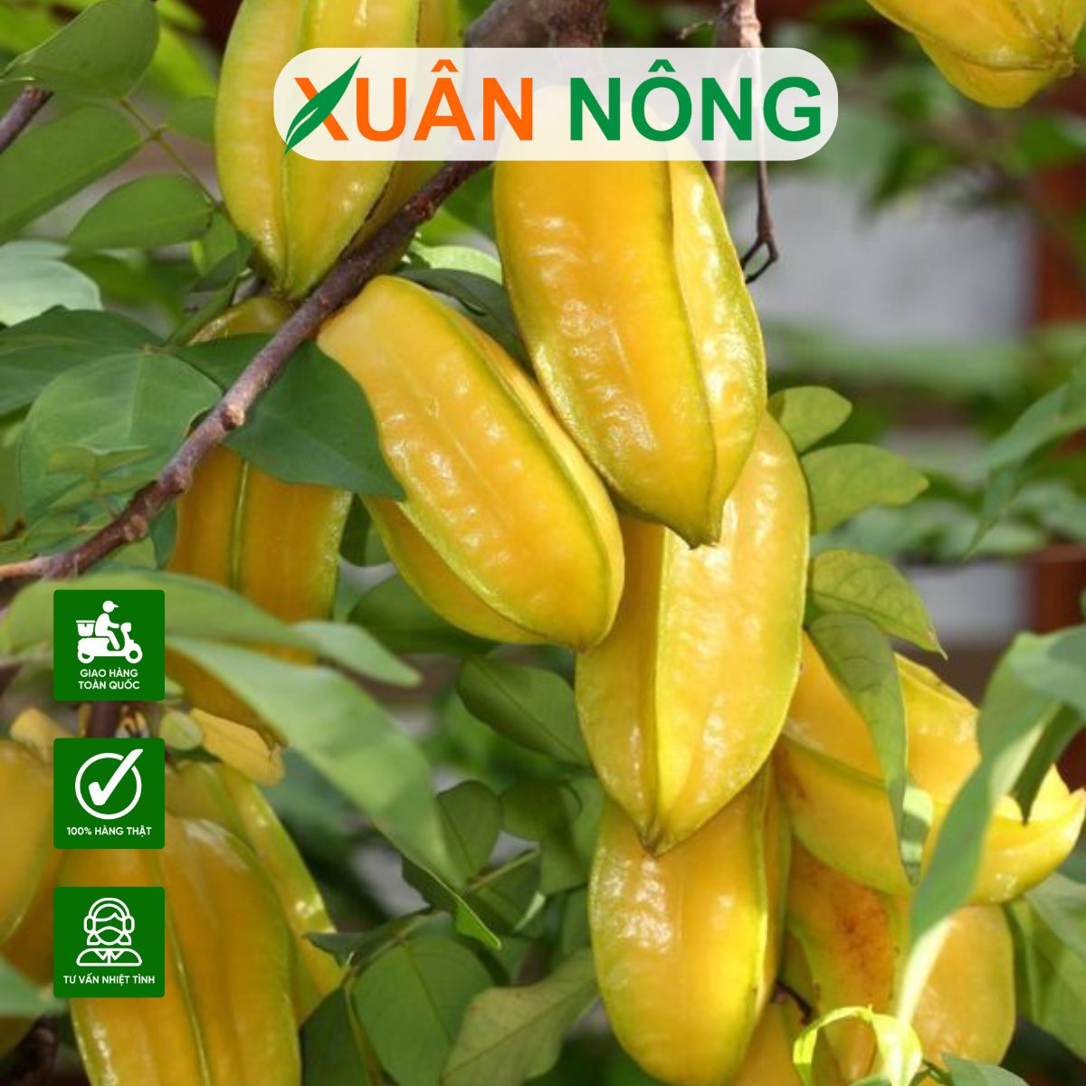 KỸ THUẬT TRỒNG CÂY KHẾ KHÔNG BẦU ĐƠN GIẢN MÀ TRĨU QUẢ