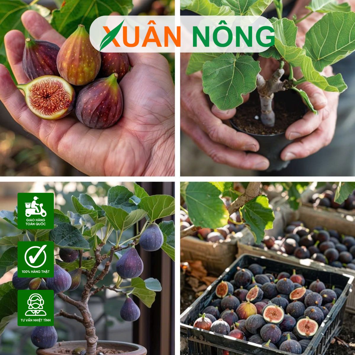 KỸ THUẬT TRỒNG CÂY SUNG MỸ TRONG CHẬU: ĐƠN GIẢN, ĐẸP, SAI QUẢ