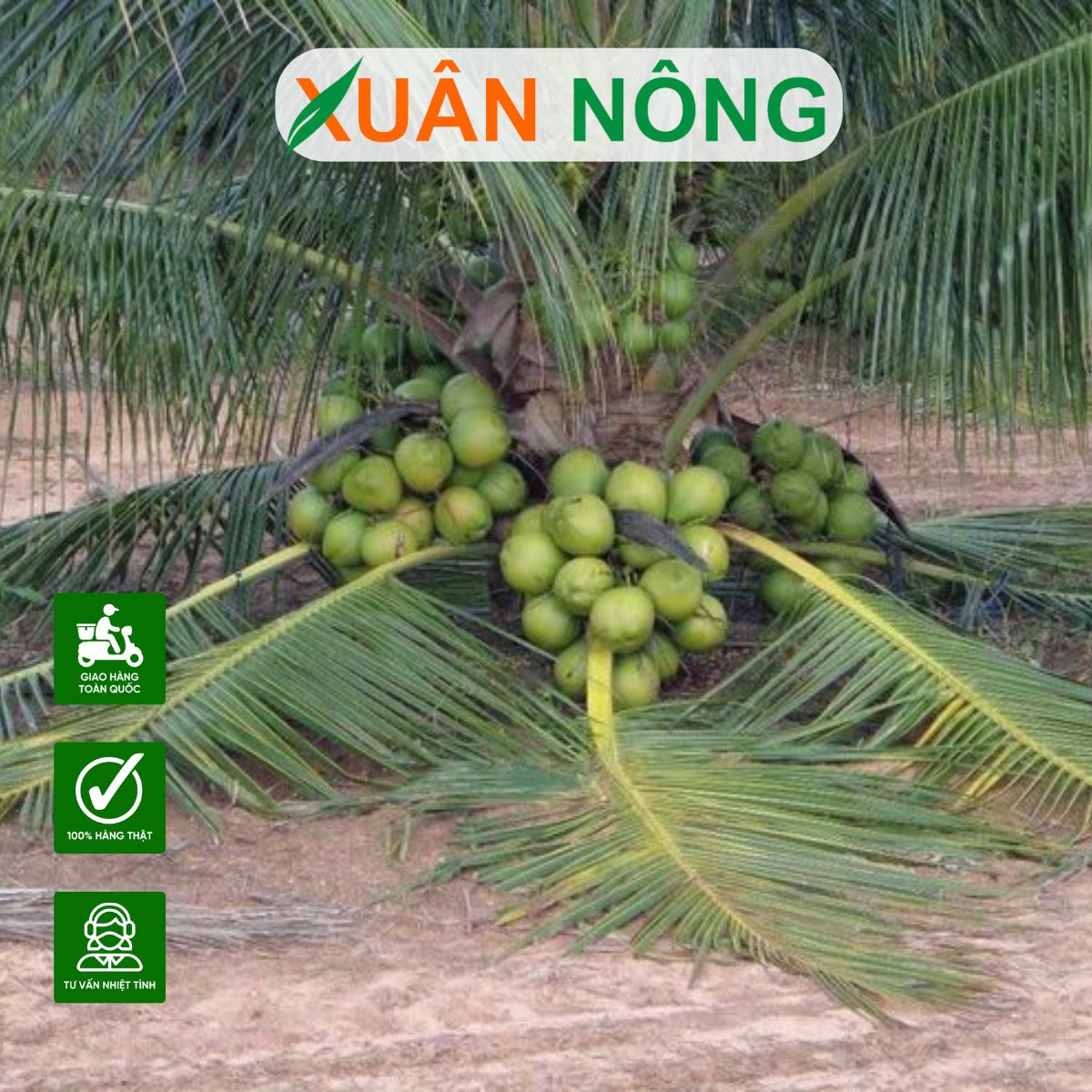 CÂY DỪA XIÊM LÙN XANH: ĐẶC ĐIỂM, KỸ THUẬT TRỒNG VÀ CHĂM SÓC