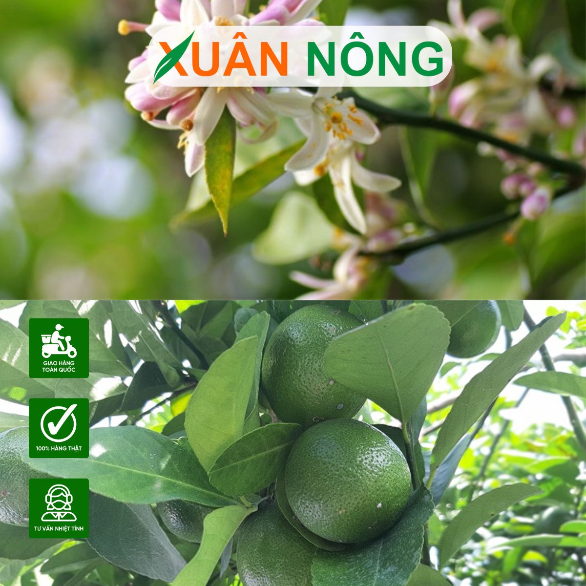 BÍ QUYẾT TRỒNG CÂY CHANH BÔNG TÍM ĐƠN GIẢN MÀ NĂNG SUẤT CAO