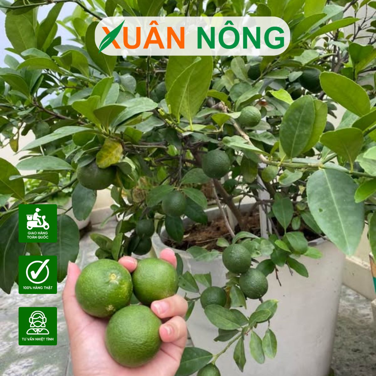 CÁCH TRỒNG CÂY CHANH TRONG CHẬU: ĐẬU TRÁI NHIỀU, ÍT SÂU BỆNH