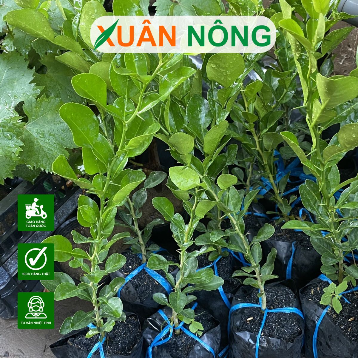 BÍ QUYẾT CHỌN CÂY GIỐNG CHÚC ĂN LÁ CHẤT LƯỢNG VÀ KỸ THUẬT TRỒNG HIỆU QUẢ