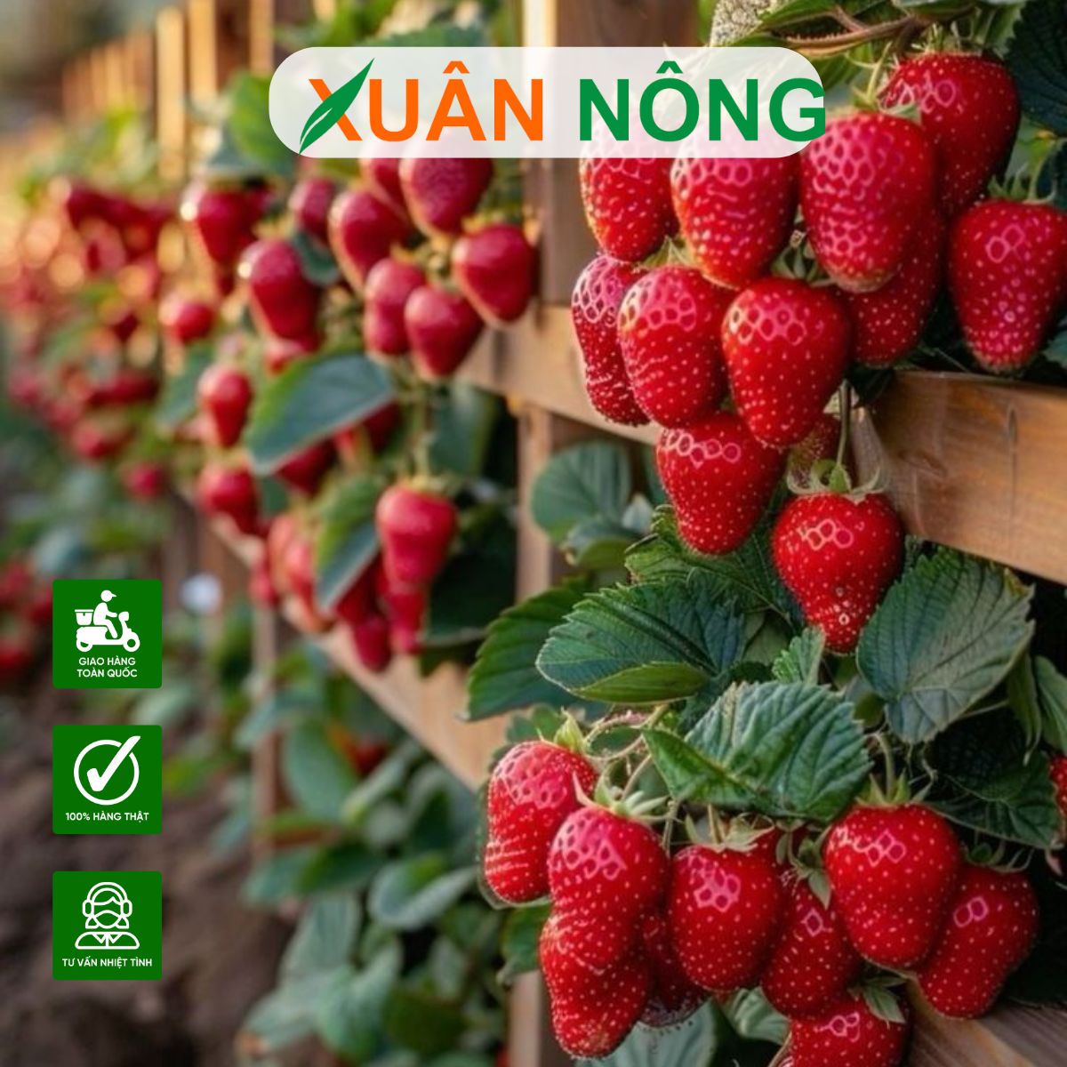 CÁCH TRỒNG DÂU TÂY TỪ HẠT TẠI NHÀ: NẢY MẦM NHANH, CHO NHIỀU TRÁI