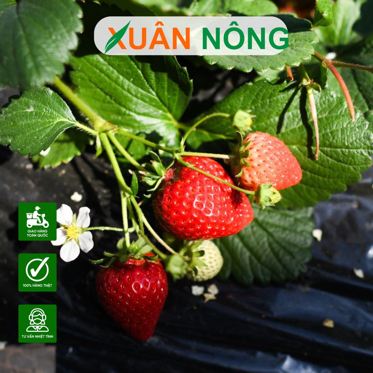 BÍ QUYẾT TRỒNG DÂU TÂY TẠI NHÀ ĐƠN GIẢN CHO TRÁI TO, NGỌT LỊM