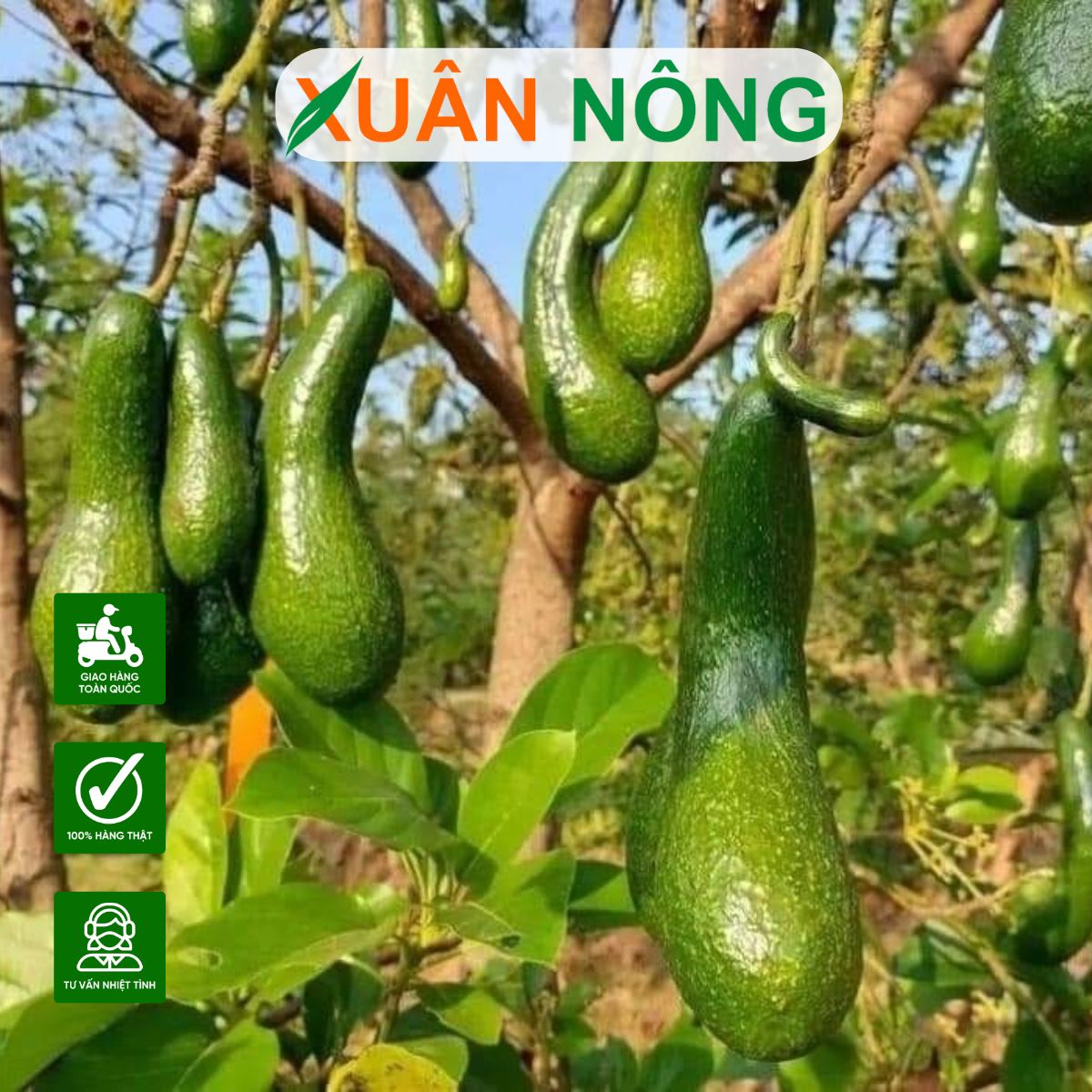 Cây giống bơ 034: Đặc điểm, kỹ thuật trồng và tiềm năng kinh tế