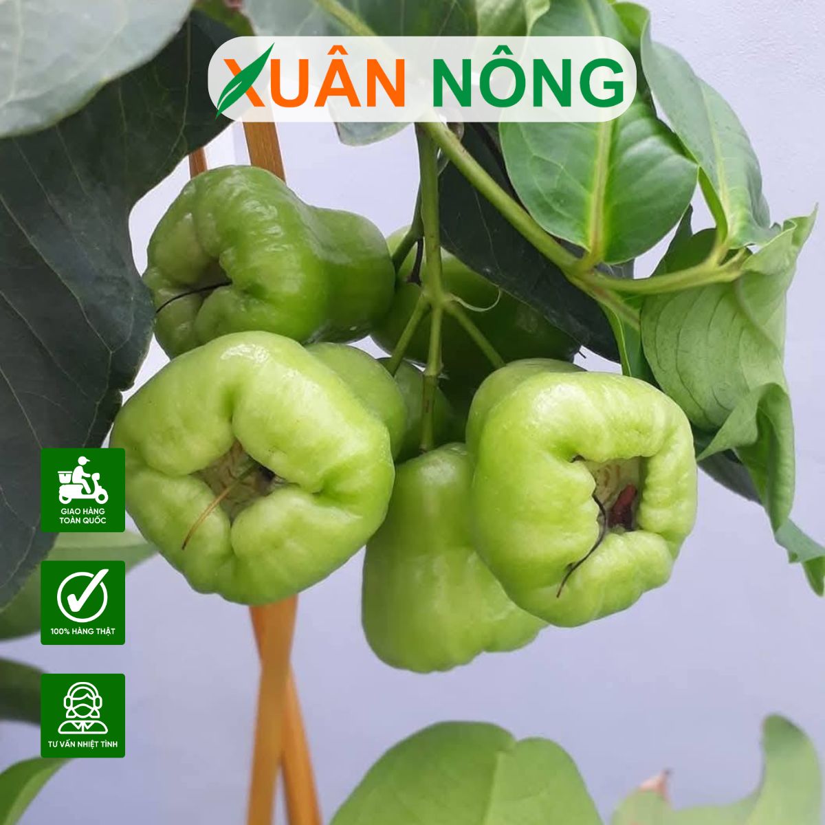 CÁCH TRỒNG MẬN XANH TAM HOA TRONG CHẬU RA TRÁI SAU 5 THÁNG