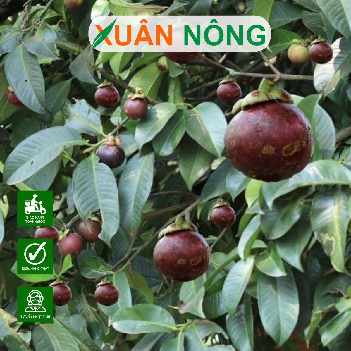 CÁCH TRỒNG VÀ CHĂM SÓC CÂY MĂNG CỤT TỪ HẠT NĂNG SUẤT CAO