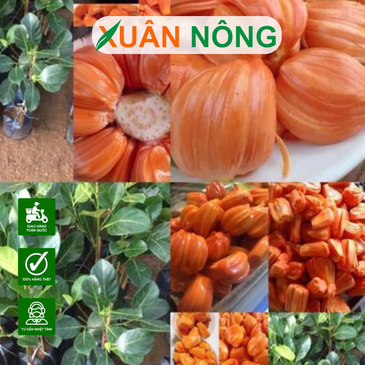 KỸ THUẬT TRỒNG CÂY MÍT ĐỎ INDO CHO LỢI NHUẬN CAO