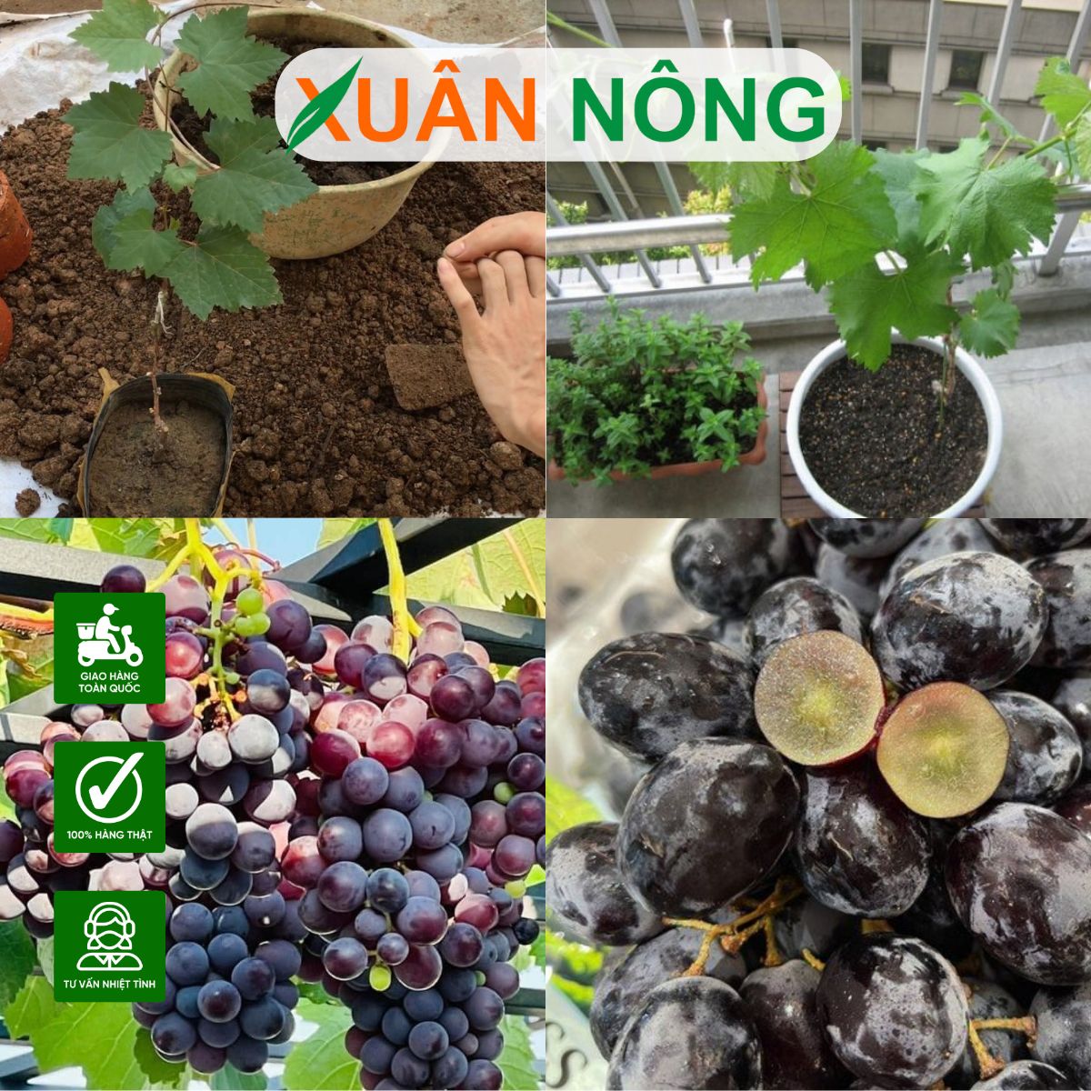 Cách trồng cây nho kẹo trong chậu tại nhà đơn giản