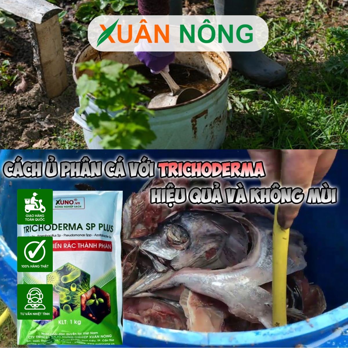 CÁCH Ủ PHÂN CÁ VỚI NẤM TRICHODERMA: GIẢI PHÁP THAY THẾ PHÂN BÓN HÓA HỌC