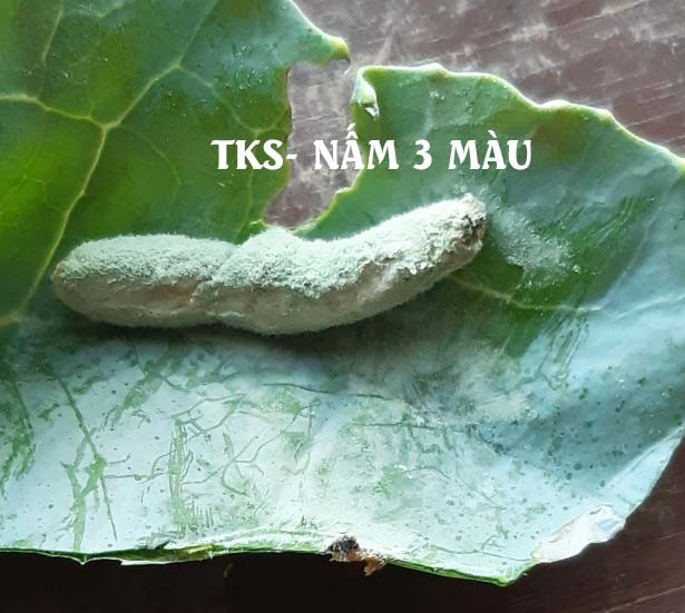 NẤM XANH NẤM TRẮNG NẤM TÍM