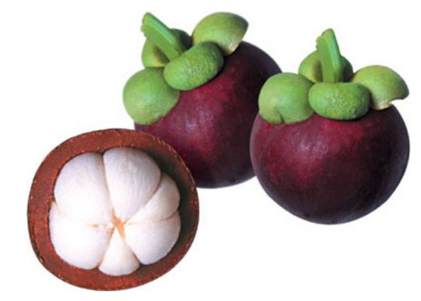 KỸ THUẬT TRỒNG VÀ CHĂM SÓC CÂY MĂNG CỤT