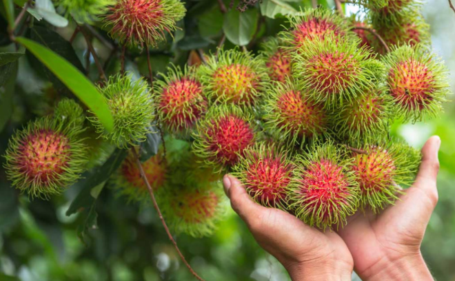 KỸ THUẬT TRỒNG CHÔM CHÔM THÁI