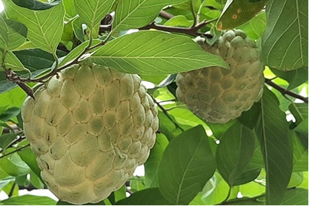 KỸ THUẬT XỬ LÝ RA HOA TRÊN NA THÁI HOÀNG HẬU