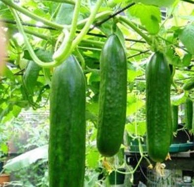 KỸ THUẬT TRỒNG VÀ CHĂM SÓC DƯA LEO