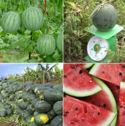 KỸ THUẬT CHĂM SÓC DƯA HẤU
