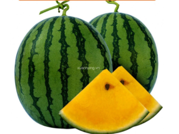 KỸ THUẬT TRỒNG DƯA HẤU RUỘT VÀNG