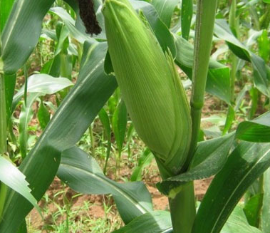 KỸ THUẬT TRỒNG VÀ CHĂM SÓC NGÔ